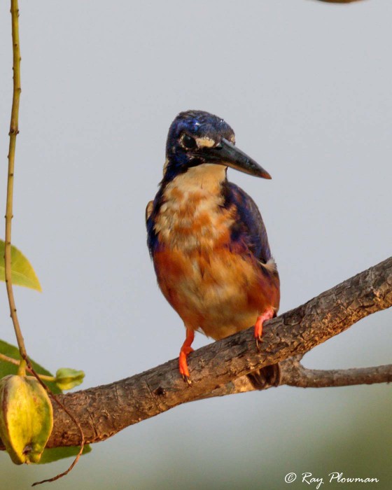Azure Kingfisher (Ceyx azureus ruficollaris) at Yellow Water in Kakadu National Park (Northern Territories)