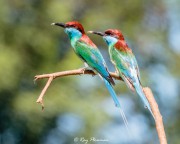 Blue-throated Bee-eater (Merops viridis) pair perched ready to go hunting at Punggol Point in Singapore