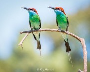 Blue-throated Bee-eater (Merops viridis) pair perched ready to go hunting at Punggol Point in Singapore