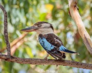 Blue-winged Kookaburra (Dacelo leachii) Male in forest at Mary River Wilderness Retreat, Northern Territories