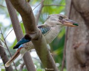 Blue-winged Kookaburra, Female (Dacelo leachii) with insect at Botanic Garden (Palmetum) in Townsville, QLD