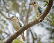 Blue-winged Kookaburra (Dacelo leachii) Male and Female at Botanic Garden (Palmetum) in Townsville, QLD