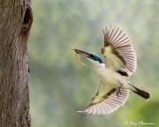 Collared Kingfisher (Todiramphus chloris humii) at nest hole with lizard at Singapore’s Chinese Garden