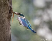 Collared Kingfisher (Todiramphus chloris humii) at nest hole with lizard at Singapore’s Chinese Garden