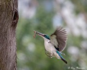 Collared Kingfisher (Todiramphus chloris humii) at nest hole with lizard at Singapore’s Chinese Garden
