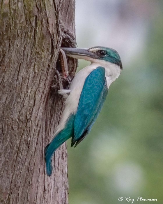 Collared Kingfisher (Todiramphus chloris humii) at nest hole with lizard at Singapore’s Chinese Garden