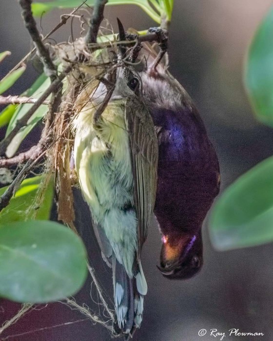 Copper-throated Sunbird (Leptocoma calcostetha) courtship in the mangroves at Singapore’s Sungei Buloh Wetland Reserve Copper-throated Sunbird (Leptocoma calcostetha) courtship in the mangroves at Singapore’s Sungei Buloh Wetland Reserve
