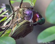 Copper-throated Sunbird (Leptocoma calcostetha) courtship in the mangroves at Singapore’s Sungei Buloh Wetland Reserve Copper-throated Sunbird (Leptocoma calcostetha) courtship in the mangroves at Singapore’s Sungei Buloh Wetland Reserve