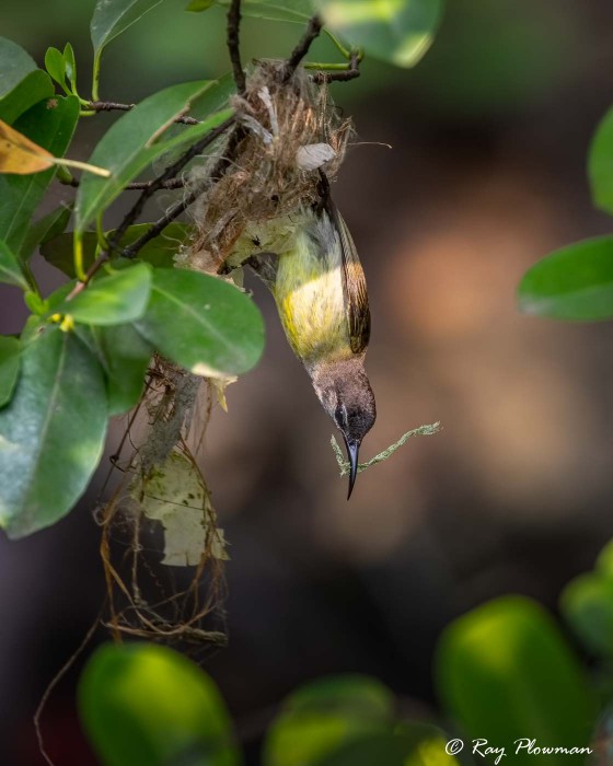 Copper-throated Sunbird (Leptocoma calcostetha) Female nest building at Sungei Buloh Wetland Reserve in Singapore Copper-throated Sunbird (Leptocoma calcostetha) Female nest building at Sungei Buloh Wetland Reserve in Singapore