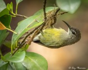 Copper-throated Sunbird (Leptocoma calcostetha) Female nest building at Sungei Buloh Wetland Reserve in Singapore Copper-throated Sunbird (Leptocoma calcostetha) Female nest building at Sungei Buloh Wetland Reserve in Singapore