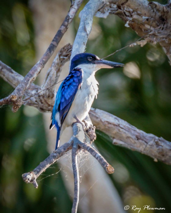 Forest Kingfisher (Todiramphus macleayii) at Yellow Water in Kakadu National Park (Northern Territories)