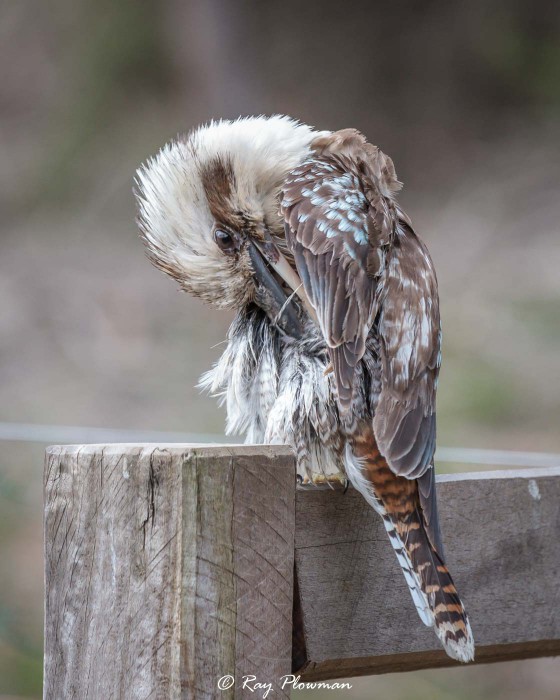 Laughing Kookaburra (Dacelo novaeguineae) preening at MacKenzie Falls in Australia’s Grampian Mountains