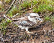 Laughing Kookaburra (Dacelo novaeguineae) foraging on the ground at MacKenzie Falls in Australia’s Grampian Mountains