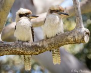 Laughing Kookaburra (Dacelo novaeguineae) Adult and Immature at Booderee NP in the Jervis Bay Territory