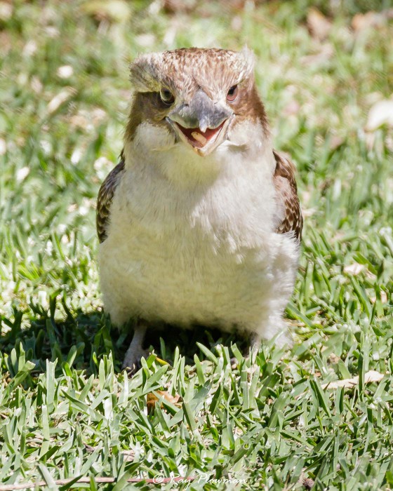 Laughing Kookaburras (Dacelo novaeguineae) Immature feeding on ground at Booderee NP in Jervis Bay Territory