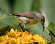 Maroon-bellied Sunbird or Van Hasselt's Sunbird (Leptocoma brasiliana) Female at Bukit Batok Nature Park in Singapore