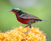 Maroon-bellied Sunbird or Van Hasselt's Sunbird (Leptocoma brasiliana) Male at Bukit Batok Nature Park in Singapore