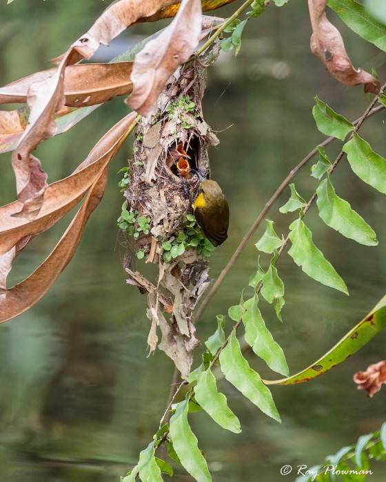 Olive-backed Sunbird (Cinnyris jugularis) Female at nest with chicks at Sungei Buloh Wetland Reserve Olive-backed Sunbird (Cinnyris jugularis) Female at nest with chicks at Sungei Buloh Wetland Reserve