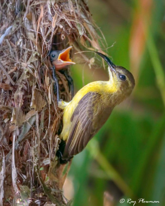 Olive-backed Sunbird (Cinnyris jugularis) Female on nest feeding young chick at Singapore’s Chinese Garden Olive-backed Sunbird (Cinnyris jugularis) Female on nest feeding young chick at Singapore’s Chinese Garden