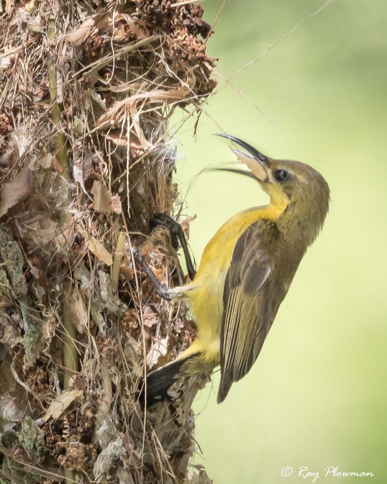 Olive-backed Sunbird (Cinnyris jugularis) Female on nest regurgitating nectar to feed chicks at Kranji Marshes Olive-backed Sunbird (Cinnyris jugularis) Female on nest regurgitating nectar to feed chicks at Kranji Marshes