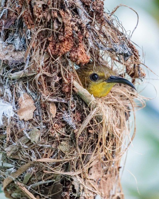 Olive-backed Sunbird (Cinnyris jugularis) Female in a nest incubating eggs at Sungei Buloh Wetland Reserve Olive-backed Sunbird (Cinnyris jugularis) Female in a nest incubating eggs at Sungei Buloh Wetland Reserve