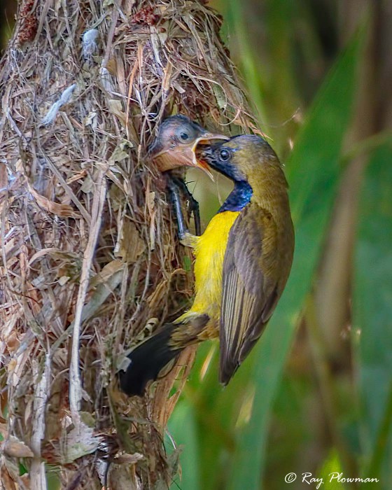Olive-backed Sunbird (Cinnyris jugularis) Male on nest feeding young chick at Singapore’s Chinese Garden Olive-backed Sunbird (Cinnyris jugularis) Male on nest feeding young chick at Singapore’s Chinese Garden