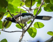 Oriental Pied Hornbill (Anthracoceros albirostris convexus) eating fruit at Singapore Botanic Gardens