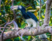 Oriental Pied Hornbill (Anthracoceros albirostris) eating giant grasshopper at Pasir Ris Park in Singapore