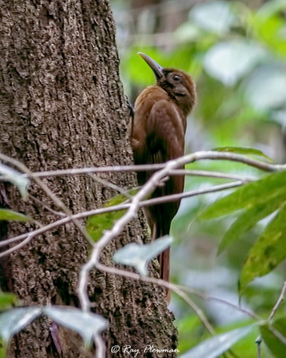 Plain-brown Woodcreeper (Dendrocincla fuliginosa meruloides) at Asa Wright Nature Centre in Trinidad Plain-brown Woodcreeper (Dendrocincla fuliginosa meruloides) at Asa Wright Nature Centre in Trinidad