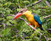 Stork-Billed Kingfisher (Pelargopsis capensis malaccensis) perched in tree near small lake in the Japanese Garden, Singapore