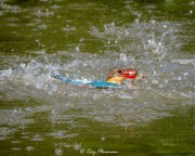 Stork-Billed Kingfisher (Pelargopsis capensis malaccensis) stabbing a fish in the Japanese Garden’s small lake, Singapore