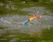 Stork-Billed Kingfisher (Pelargopsis capensis malaccensis) stabbing a fish in the Japanese Garden’s small lake, Singapore
