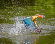 Stork-Billed Kingfisher (Pelargopsis capensis malaccensis) coming out of the water with a fish in the Japanese Garden’s small lake, Singapore