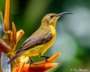 Female Yellow-bellied Sunbird (Cinnyris jugularis frenatus) the Australian name for an Olive-backed Sunbird at Cairns Botanic Garden