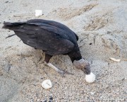 American Black Vulture (Coragyps atratus brasiliensis) eating leatherback turtle egg at Grande Riviere in Trinidad American Black Vulture (Coragyps atratus brasiliensis) eating leatherback turtle egg at Grande Riviere in Trinidad