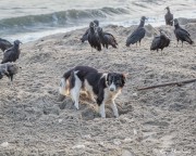 American Black Vulture (Coragyps atratus brasiliensis) and opportunist dog at Grande Riviere in Trinidad American Black Vulture (Coragyps atratus brasiliensis) and opportunist dog at Grande Riviere in Trinidad