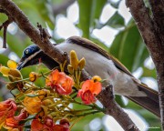 Blue-faced Honeyeater (Entomyzon cyanotis) feeding on nectar at Marian in the Mackay Region of Queensland