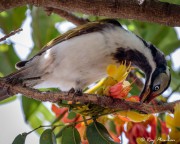 Blue-faced Honeyeater (Entomyzon cyanotis) immature feeding on nectar at Marian in the Mackay Region of Queensland