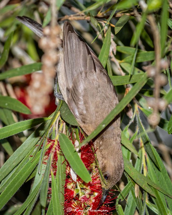 Brown Honeyeater (Lichmera indistincta) Immature feeding on bottle brush in Eungella National Park in Queensland