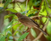Dusky Myzomela (Myzomela obscura) in forest at Mary River Wilderness Retreat in Northern Territories