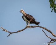 Eastern Osprey (Pandion haliaetus cristatus) at Kakadu National Parks Yellow Water Region in Northern Territories