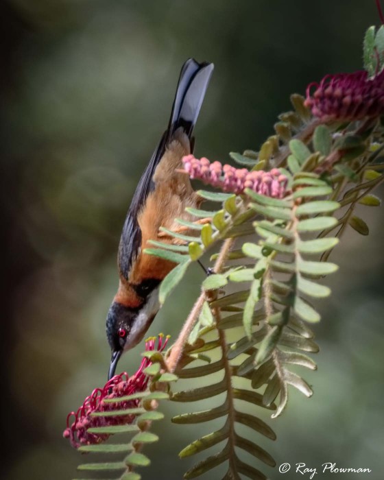 Eastern Spinebill (Acanthorhynchus tenuirostris) feeding at Booderee National Park in Jervis Bay Territory