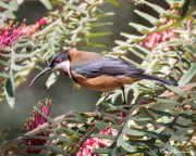 Eastern Spinebill (Acanthorhynchus tenuirostris) Male at Booderee National Park in Jervis Bay Territory