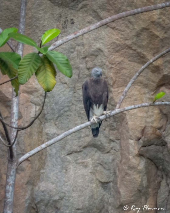 Grey-headed Fish-eagle (Ichthyophaga ichthyaetus) perched at Dairy Farm Nature Parks Singapore Quarry in Singapore
