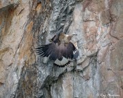 Adult Grey-headed Fish Eagle starts an attack on Immature White-bellied Sea Eagle at Dairy Farm Nature Parks Singapore Quarry Adult Grey-headed Fish Eagle starts an attack on Immature White-bellied Sea Eagle at Dairy Farm Nature Parks Singapore Quarry