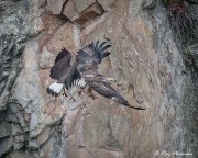 Adult Grey-headed Fish Eagle continues the attack on Immature White-bellied Sea Eagle at Dairy Farm Nature Parks Singapore Quarry Adult Grey-headed Fish Eagle continues the attack on Immature White-bellied Sea Eagle at Dairy Farm Nature Parks Singapore Quarry