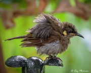 Lewin’s Honeyeater (Meliphaga lewinii mab) drying out after bathing at Cape Tribulation in Tropical Queensland