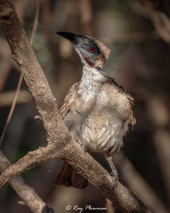 Little Friarbird (Philemon citreogularis sordidus) at East Point Reserve near Darwin in Australia’s Northern Territory