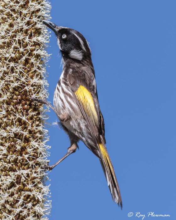 New Holland Honeyeater (Phylidonyris novaehollandiae) feeding at Royal Botanic Gardens in Cranbourne New Holland Honeyeater (Phylidonyris novaehollandiae) feeding at Royal Botanic Gardens in Cranbourne