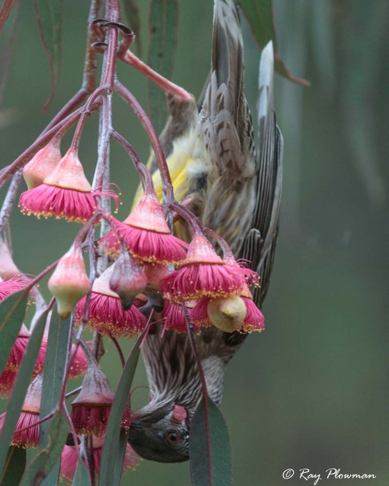 Wattlebird (Anthochaera carunculata) feeding on Eucalyptus Cassia flowers in Grampians Mountains, Victoria
